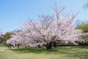 桜の写真
