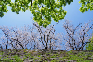 桜の写真