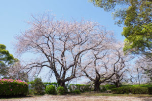 桜の写真