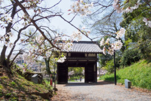 桜の写真
