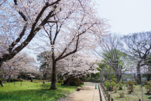 桜の写真