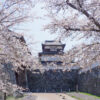 桜　舞鶴公園（2020年4月2日）