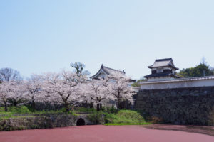 桜の写真