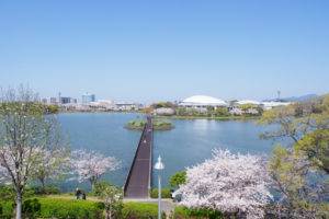 桜の写真