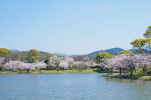 桜の写真