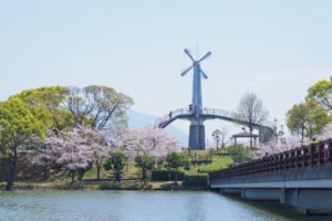 桜の写真