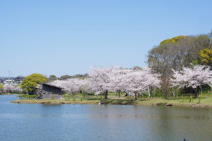 桜の写真