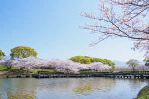 桜の写真