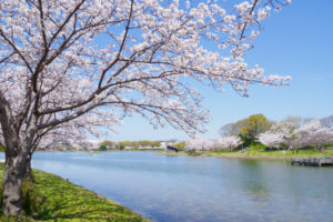 桜の写真