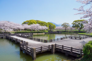 桜の写真