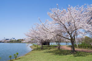 桜の写真