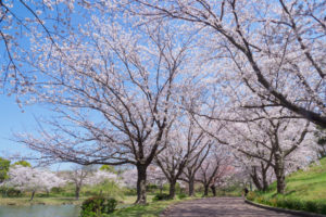 桜の写真