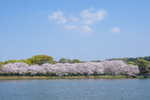 桜の写真