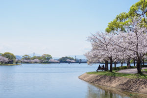 桜の写真