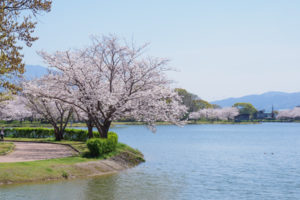 桜の写真
