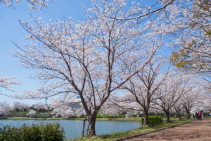 桜の写真