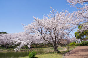 桜の写真