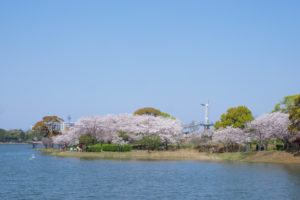 桜の写真