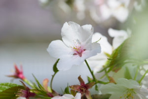 桜の写真
