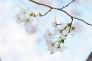 桜の写真