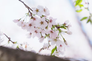 桜の写真