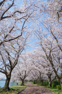 桜の写真