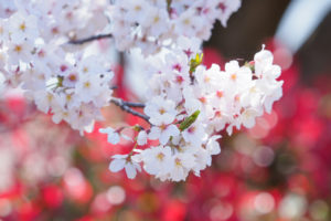 桜の写真