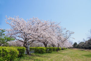桜の写真