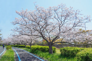 桜の写真
