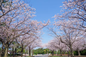 桜の写真