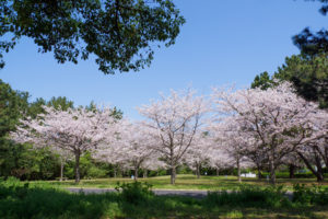 桜の写真
