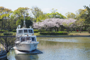 桜の写真