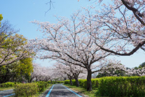 桜の写真
