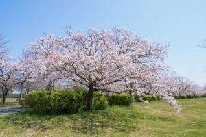 桜の写真