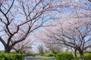 桜の写真