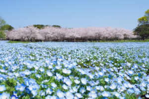 桜の写真