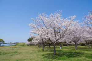 桜の写真