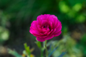 季節の花の写真