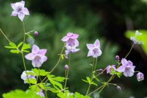 季節の花の写真