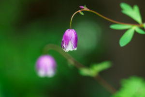 季節の花の写真
