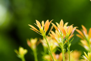 季節の花の写真
