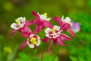 季節の花の写真