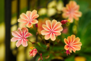 季節の花の写真