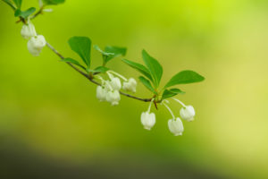 季節の花の写真