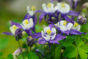 季節の花の写真