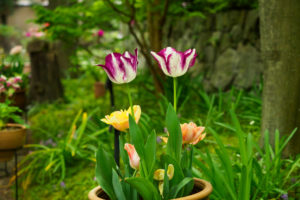 季節の花の写真