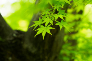季節の花の写真