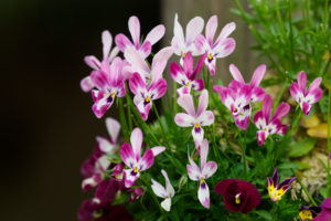 季節の花の写真