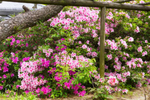 季節の花の写真