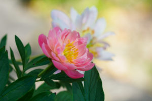 芍薬の写真